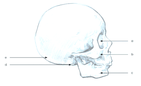 Living Library-TEACH-Anatomy(2)