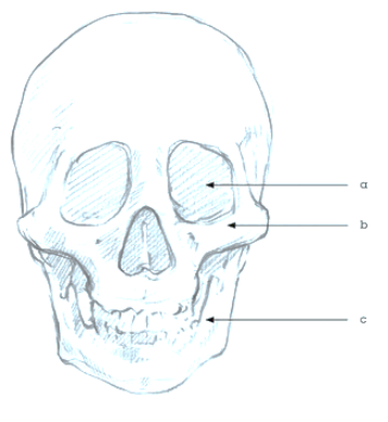 Living Library-Teach-Anatomy (1)
