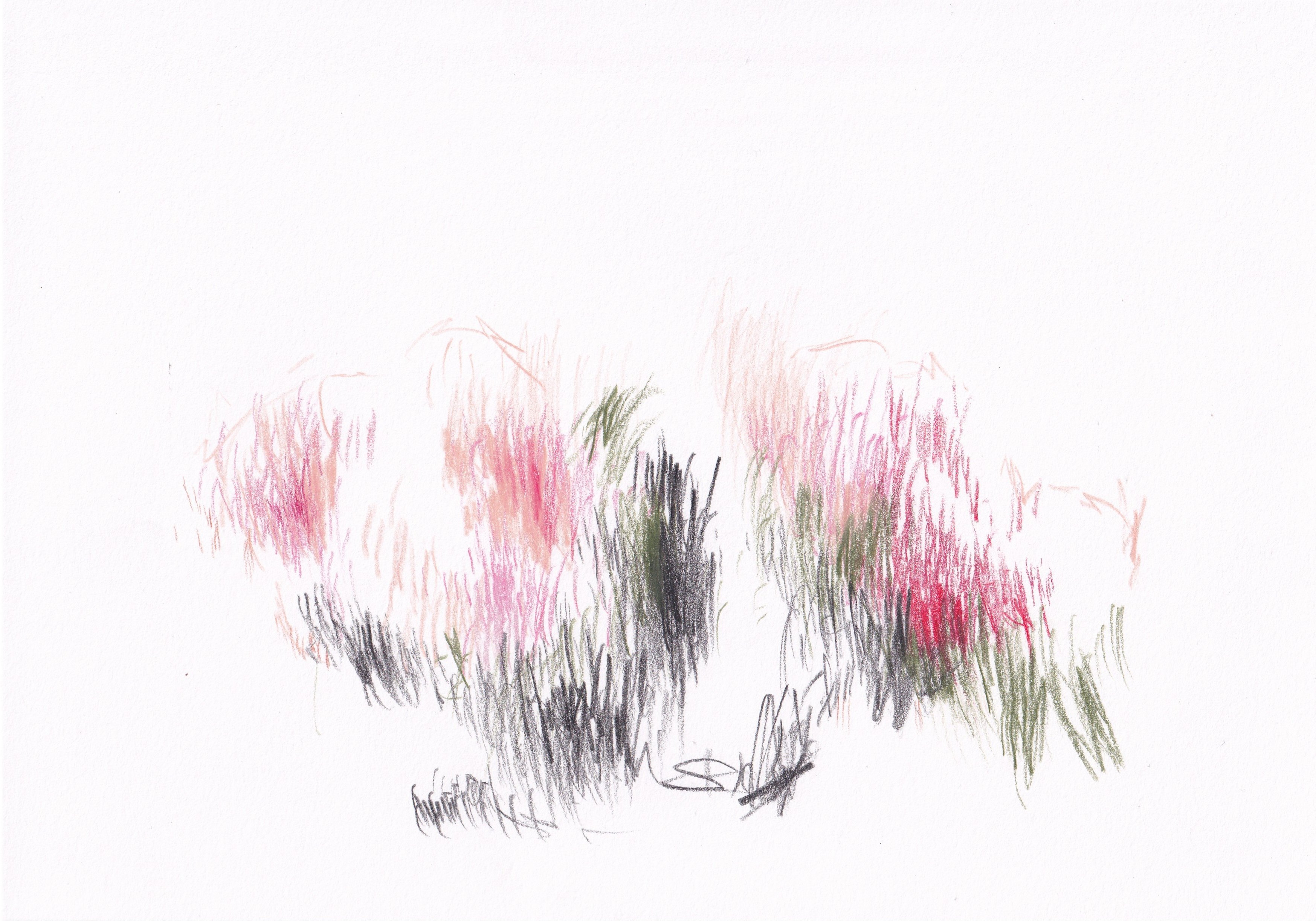 My Impression of Henri Fantin Latours Roses in a Bowl_Coloured pencils on paper_2026