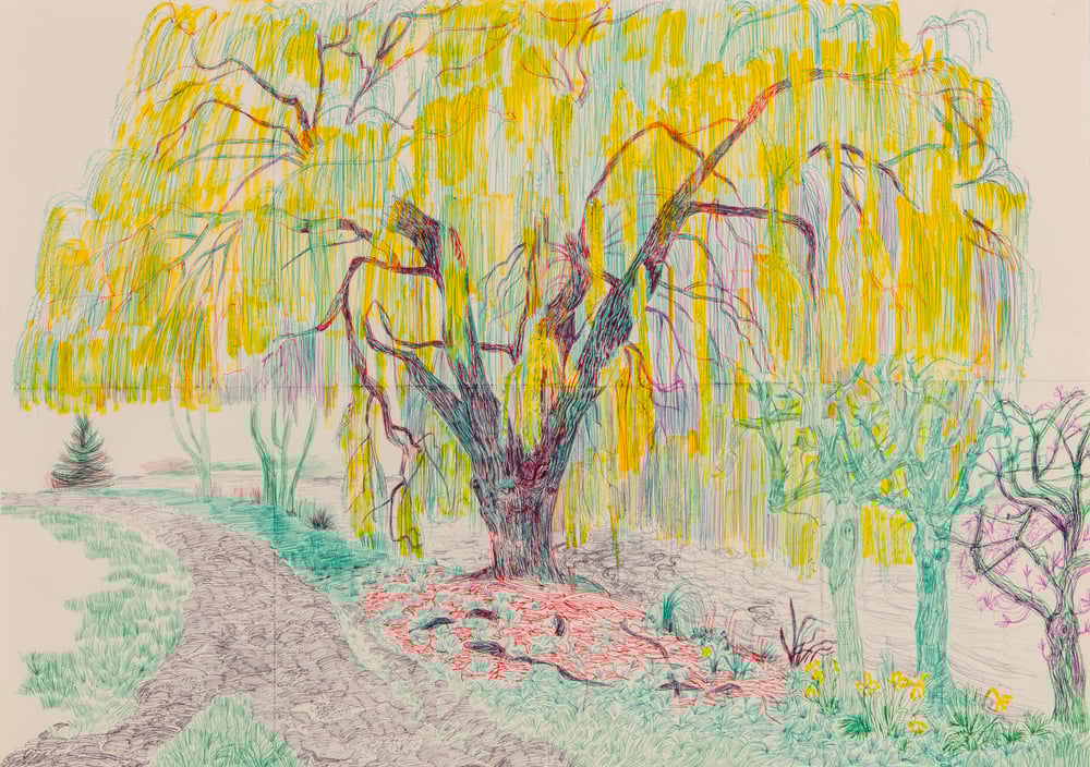 Willow Tree in Spring