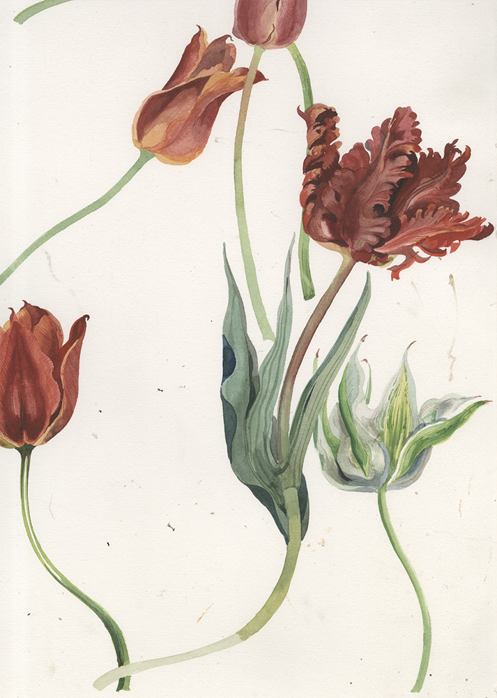 Matchbox Tulips