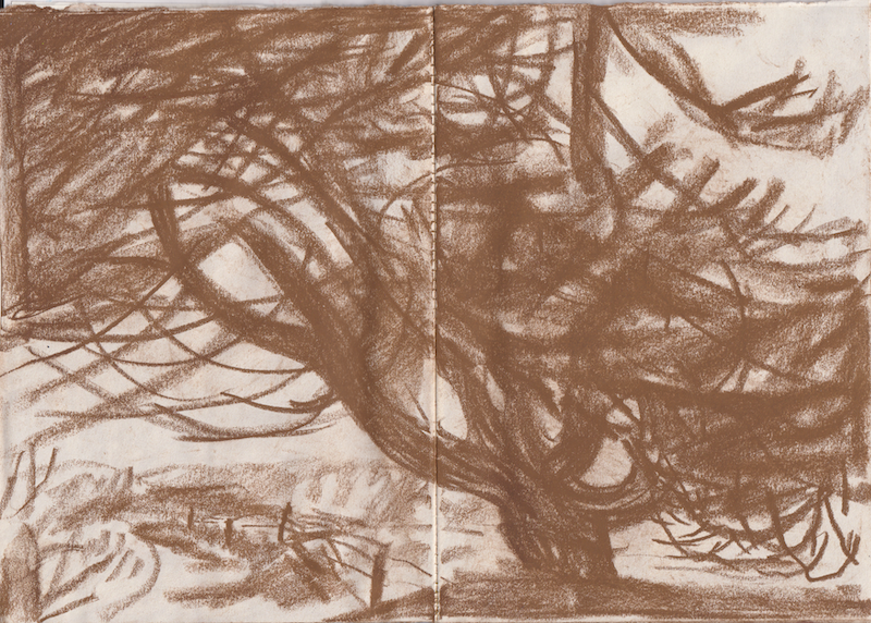 Pine sketchbook, conte on paper, A5