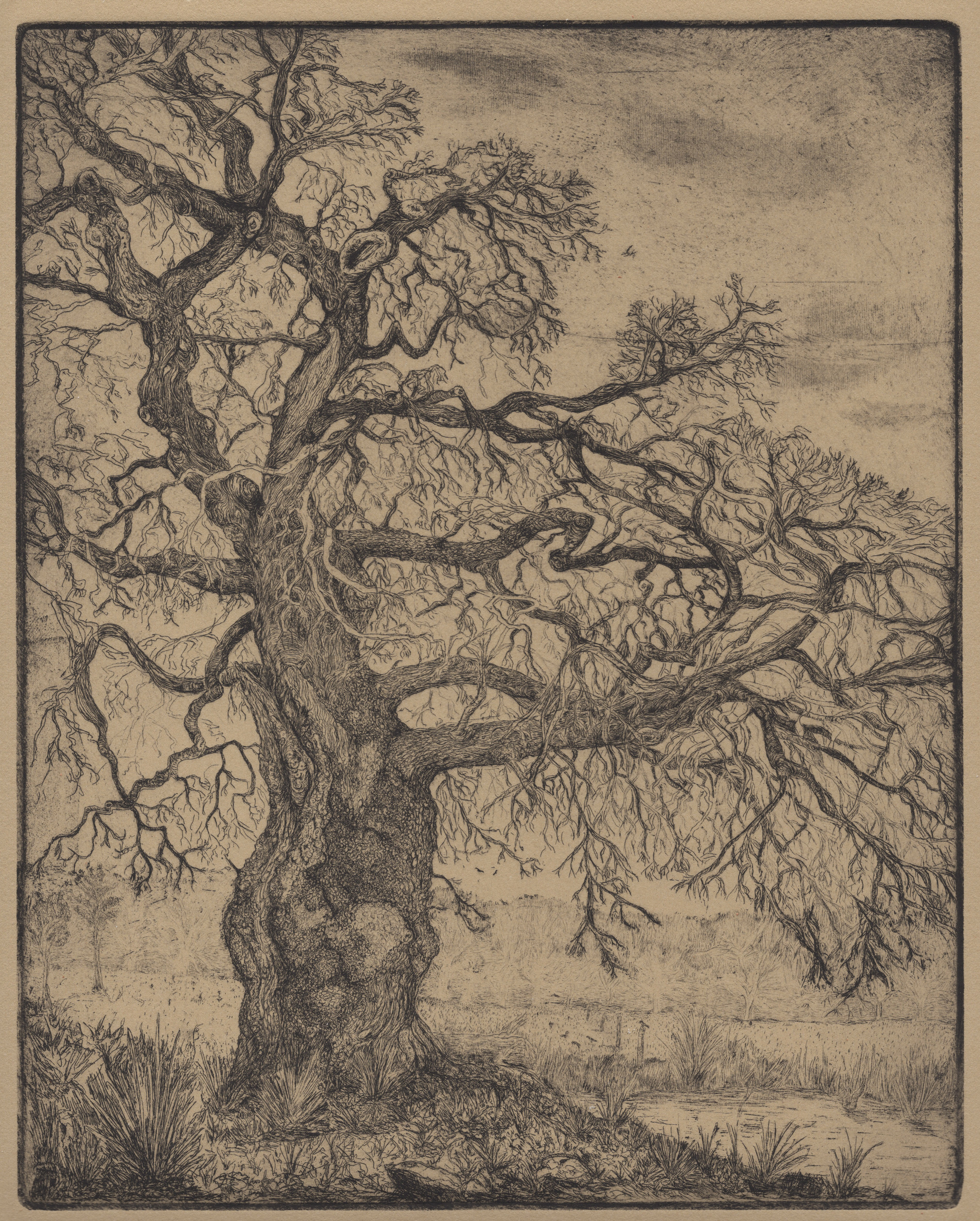 oldoak
